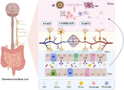 Acupuncture modulates the gut microbiota in Alzheimer’s disease: current evidence, challenges, and future opportunities